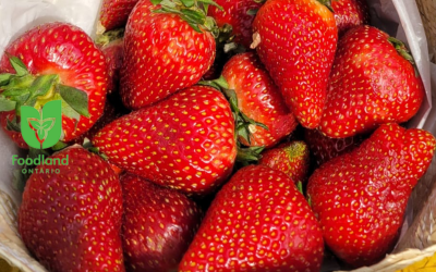 Strawberry Sangria Mocktail